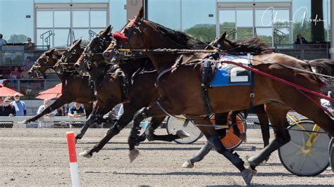 The Meadows Harness 2021 .